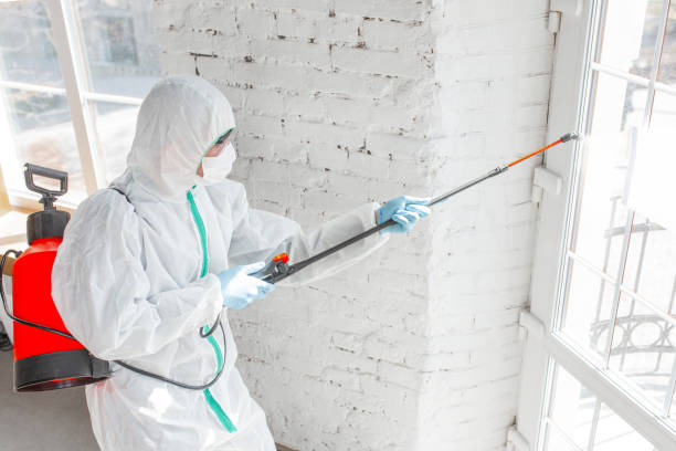 Best Mold Odor Removal Services  in Queen City, TX